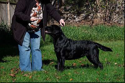 GCH. Staghorn's Reflection in Black